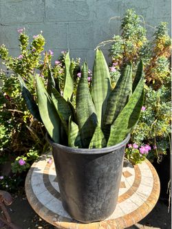 Snake plant