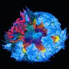 Rock Flower Anemones Garden