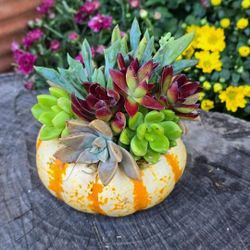 Tiger Striped Succulent Pumpkins 