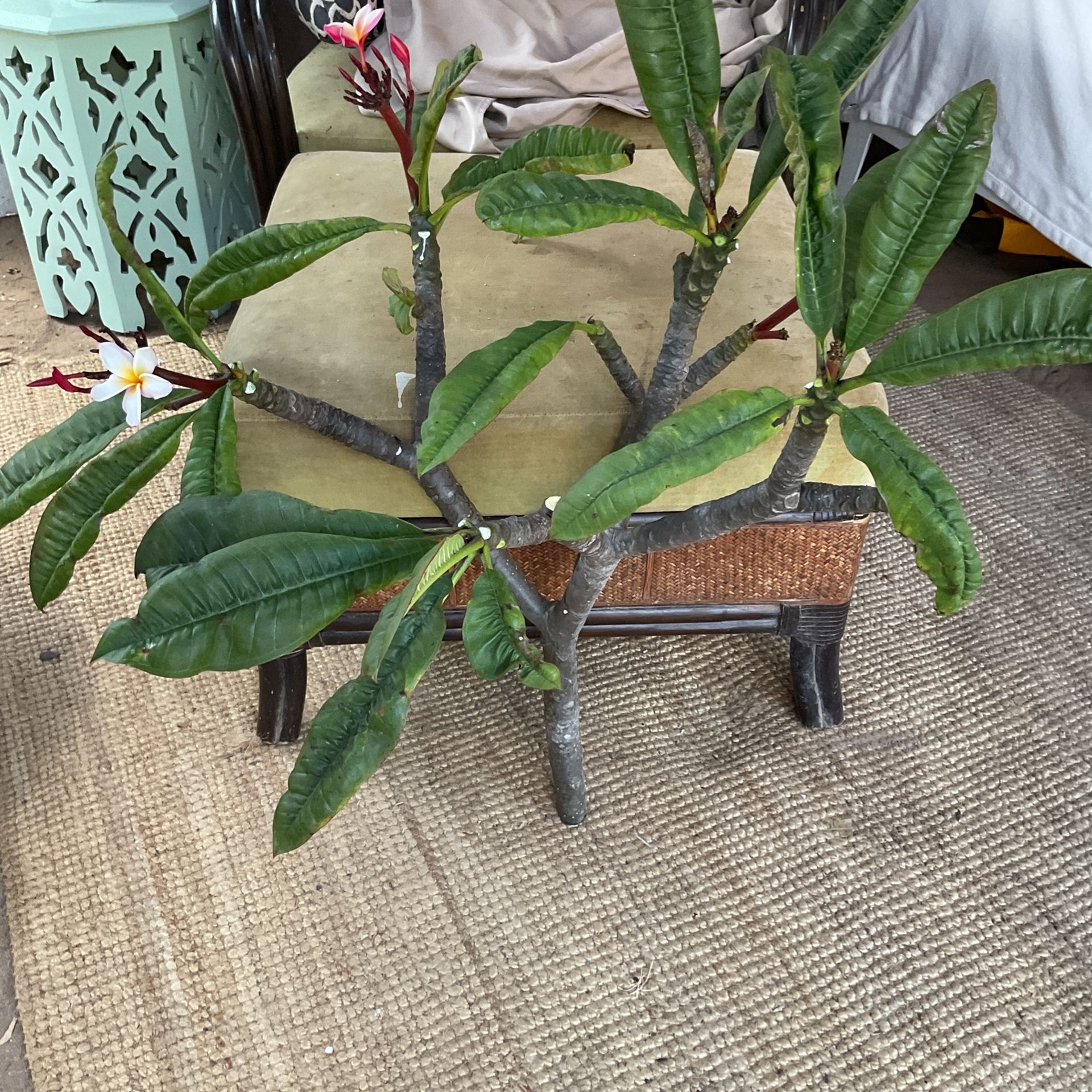 Plumeria, Wow 11 Arms, One Cutting Amazing Pink, White, And Yellow for