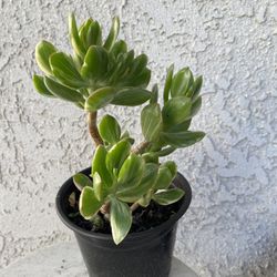 6 Inch Pot Succulent Plant Crassula Ovata Variegated -  Lemon Lime Jade - Rooted &  Established - Drought Resistant 🪴 