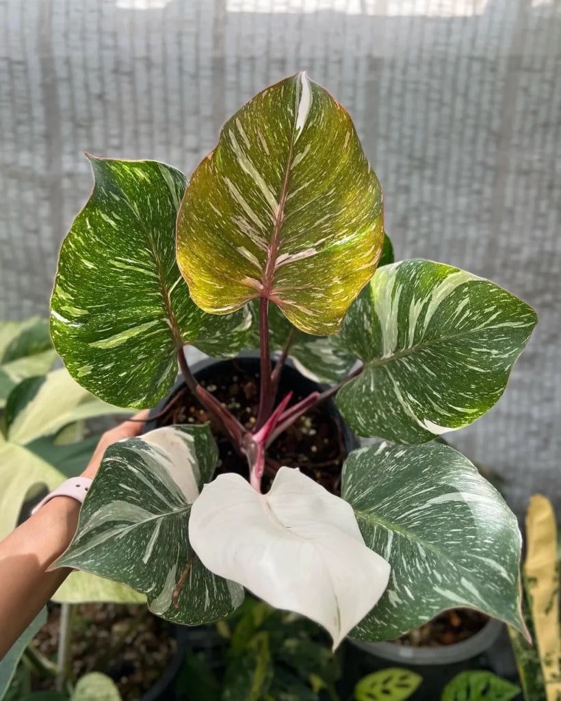 Philodendron White Knight Starter Plant – Rare Variegated Aroid, Live Houseplant, Indoor Tropical Plant, Rooted (No Pot