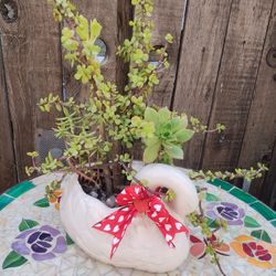 Terracotta Glaze Pot Swam Pot With Multiple Succulent Plants 