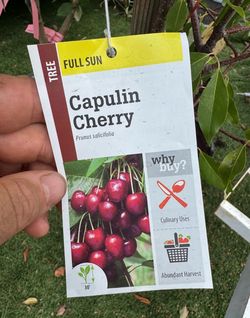 Fruiting Capulin Cherry Tree (Prunus salicifolia) – Approx. 4ft Tall, Fruiting Size, Ready to Plant! Healthy, vigorous Capulin Cherry trees (also know
