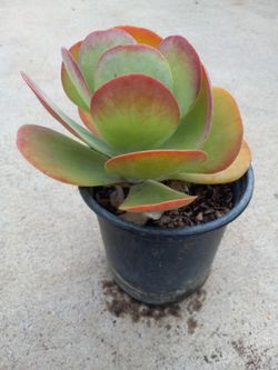 Nice succulent Plant 5.00 cheap Price