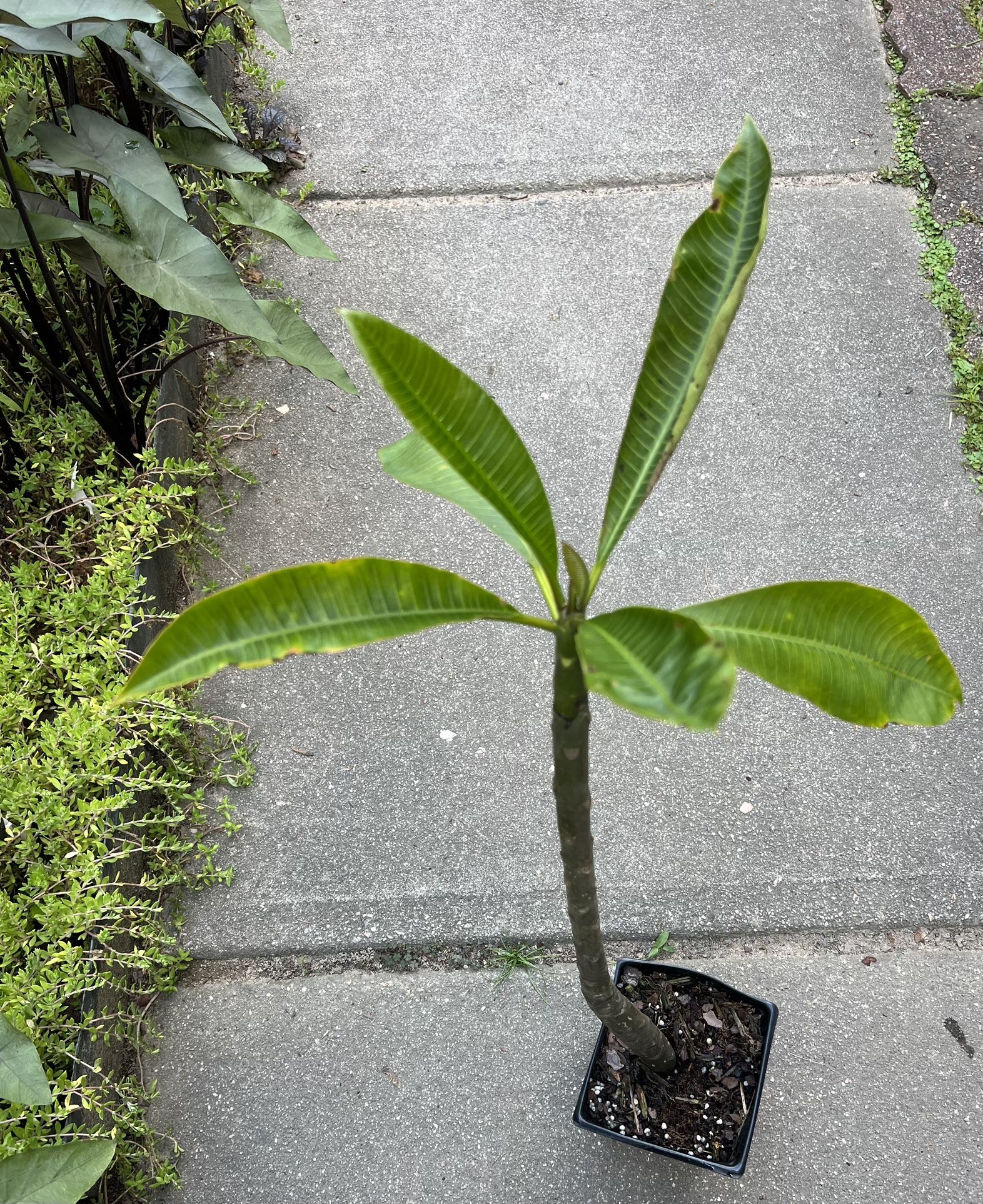 Plumeria Plant Hawaiian Plant (pls Read Description Below)