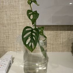 Monstera Swiss Cheese plant