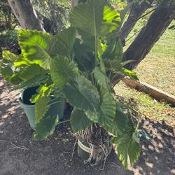 California Alocasia Live Plant Elephant Ears 7 Gallon 