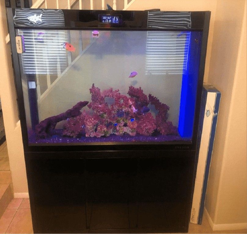 level carry Large Full-Sized Fish Tank – A Beautiful Centerpiece for Your Home