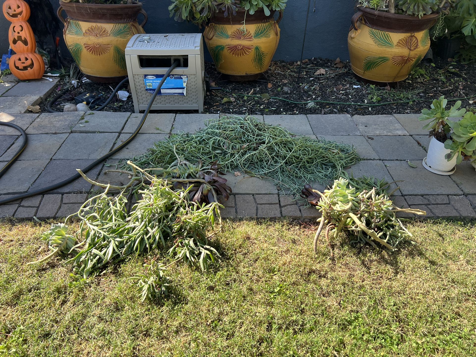 Free Succulent Cuttings