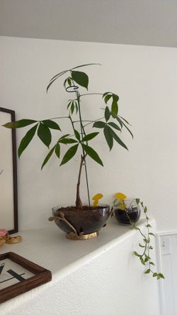 Money Tree Plant in Gold Accent Bowl