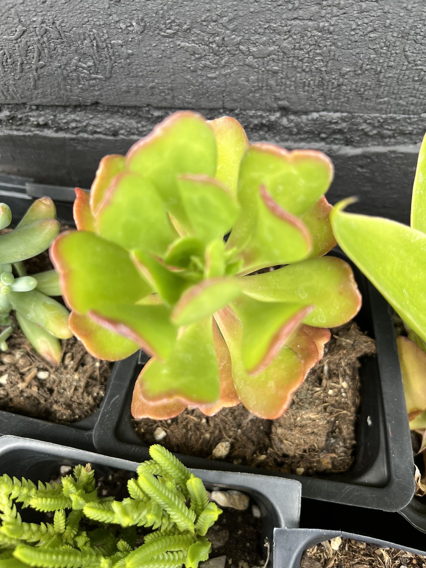 Succulents