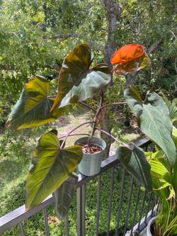 Philodendron Dark Lord