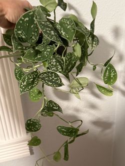 Silver Ann Pothos