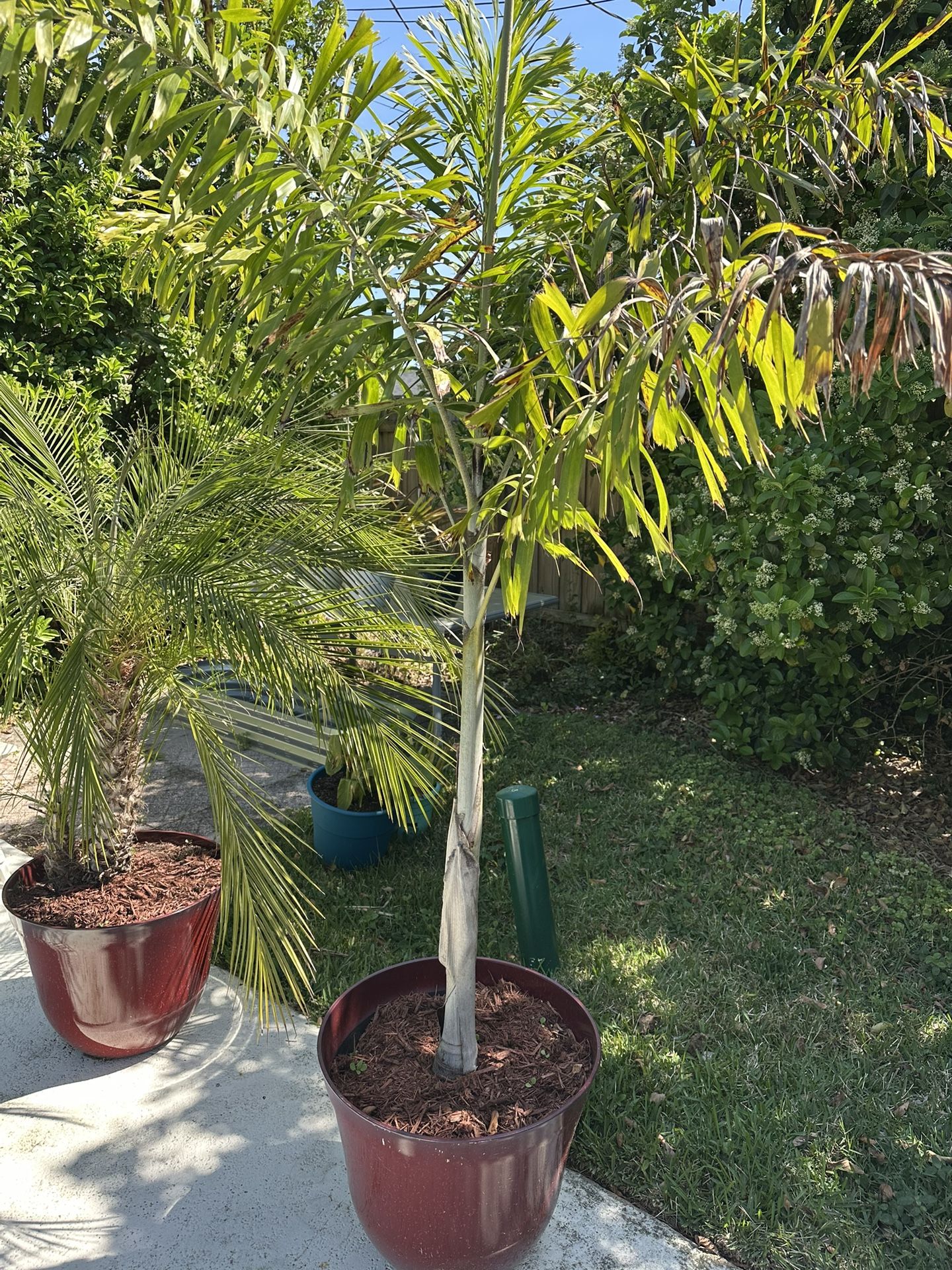 Palm Tree