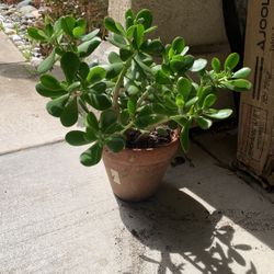 Live Jade Plant In Terra Cotta Pot 2 Different Kinds Of Jade In Pot