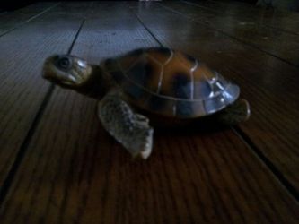Small turtle decor