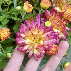 Garden Mum,each Bud Mix Tricolor, Pink white Yellow 🌼🌸🌻