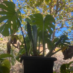 Monstera snake plant Combo
