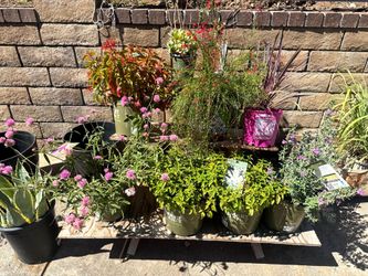 Assorted Potted Plants Collection *Glendora* (contact info removed)