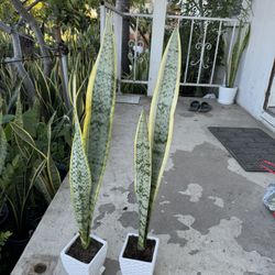 Beautiful Snake Plant In Ceramic Pot Over 2 Feet 15$ Each