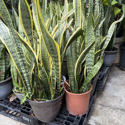 Snake plant