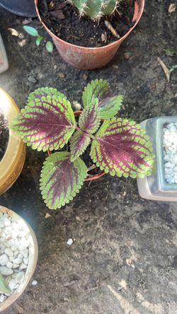 Planta Natural