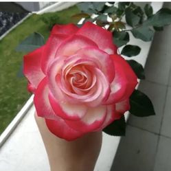 Rare European, Japan rose plants : Jubilé du Prince de Monaco