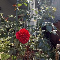 large blooming rose plant : Florentina