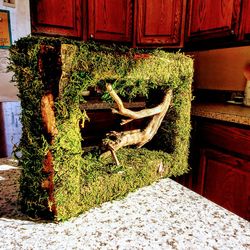 Preserved Moss And Driftwood Art