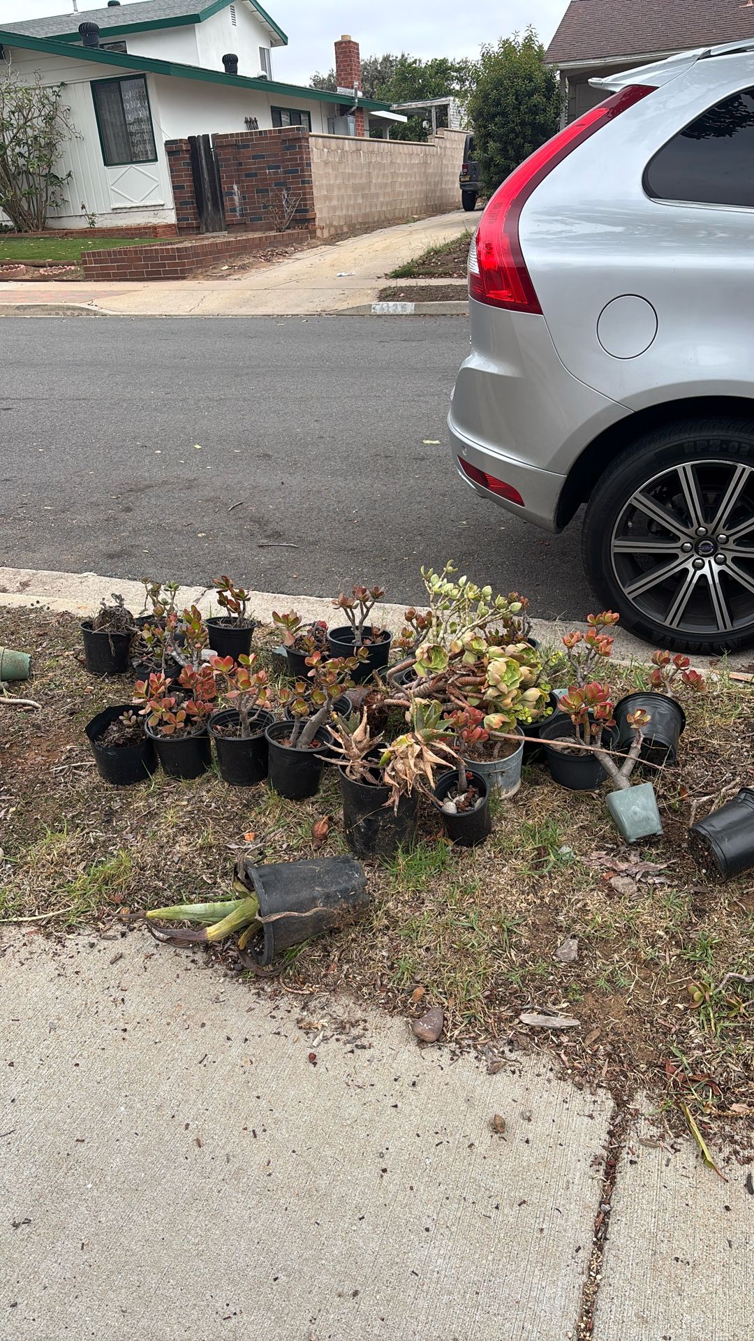 Free Plants