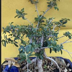 Bonsai Plants For Sale $85 Each