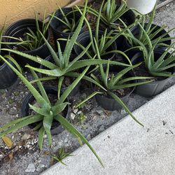 Aloe Vera Plants