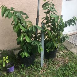 Guanabana  Tree 