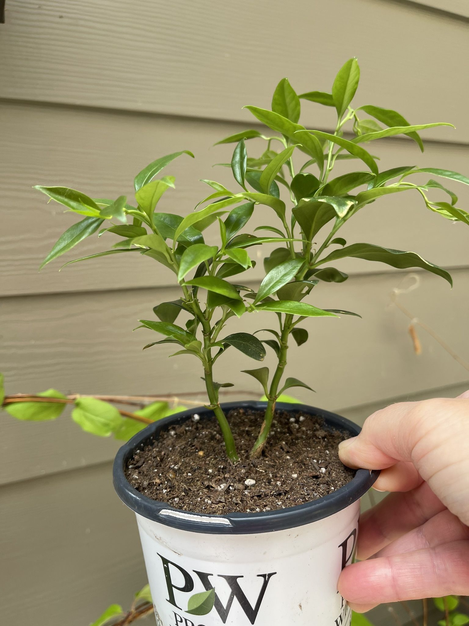 Sarcococca (Sweet Box) Evergreen Fragrant Perennial Shrub, Blooms In Winter .