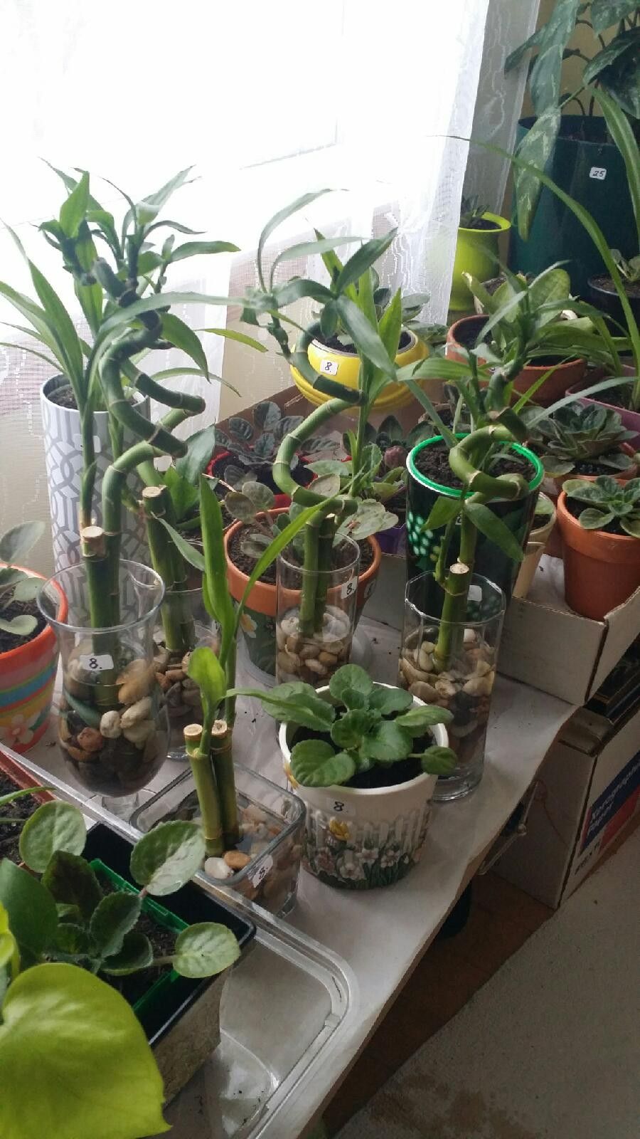 Flowers House Plants