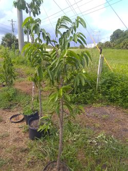 Soursop copter apple and sugar apple