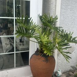 Elephant Plant Indoor or on shade