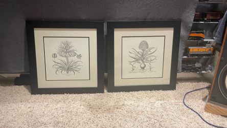 Nicely framed botanical art prints highlighting a detailed black & white illustration of Hyacinthus stellatus & Corona Imperialis