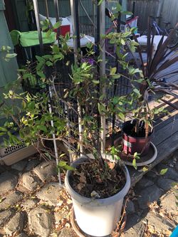 Honeysuckle vine plant