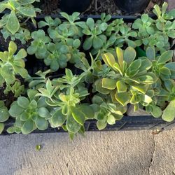 Succulents 1/4 Gallon Containers