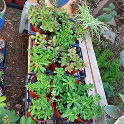 6” Pot Jade Sale$10ea/was$15ea, 95817 