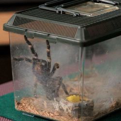 Pet Bug Tank