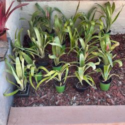 Queen's Tears bromeliads (Billbergia nutans)
