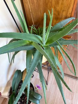 Aloe