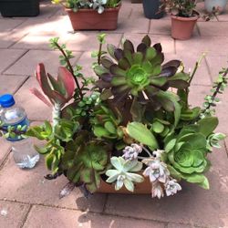 Beautiful Mix Succuelnts Plants Hanging Basket Flowers Rosettes Bonsai Home Garden Yard Patio 