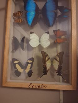 Real butterflies  8