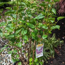 Lilac Plant Multi Color New 4ft
