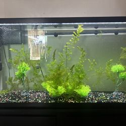 Fish Tank