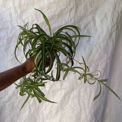 4” Curly Spider Plant 